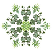 Maison Berger Fraîcheur d'Eucalyptus